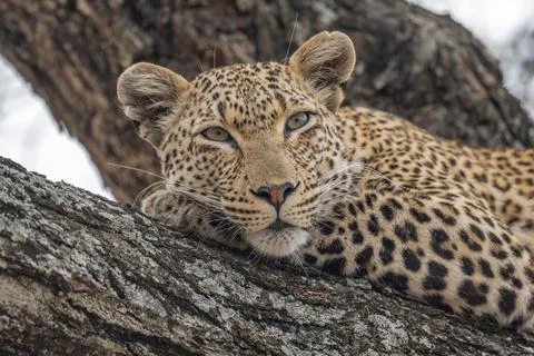 Leopard portrait lying down Foto stock