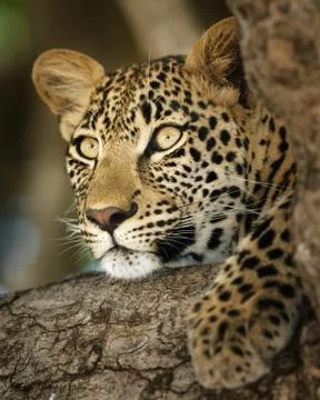 Leopard portrait Stock Photos
