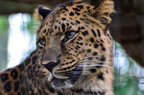 Leopard portrait Stock Photos