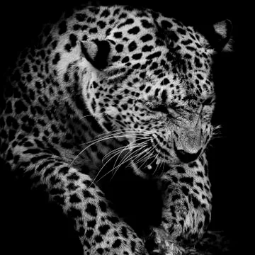 Leopard portrait Stock Photos