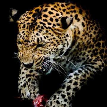 Leopard portrait Stock Photos