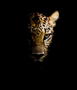 Leopard portrait Stock Photos