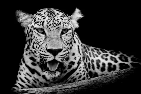 Leopard portrait Stock Photos