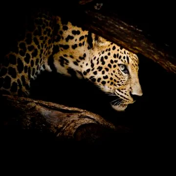 Leopard portrait Stock Photos