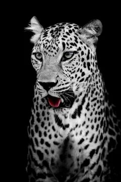 Leopard portrait Stock Photos