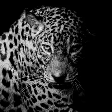 Leopard portrait Stock Photos