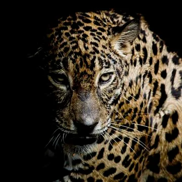 Leopard portrait Stock Photos
