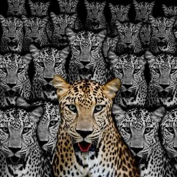 Leopard portrait Stock Photos