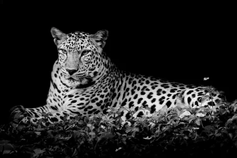 Leopard portrait Stock Photos