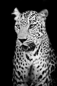 Leopard portrait Stock Photos