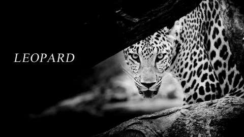 Leopard portrait Stock Photos