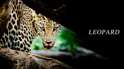 Leopard portrait Stock Photos