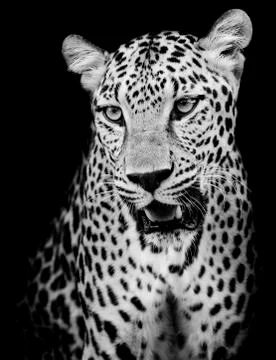 Leopard portrait Stock Photos