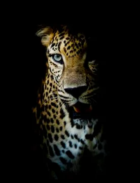 Leopard portrait Stock Photos