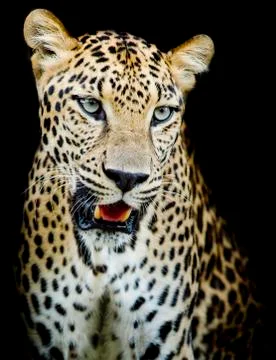 Leopard portrait Stock Photos