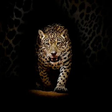 Leopard portrait Stock Photos