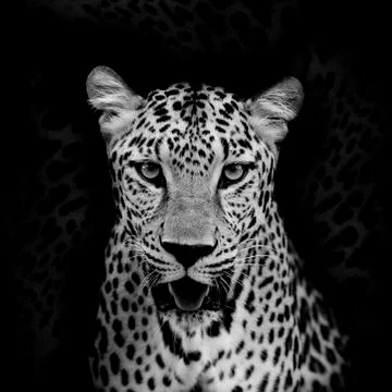 Leopard portrait Stock Photos