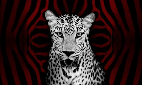 Leopard portrait Stock Photos