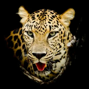 Leopard portrait Stock Photos