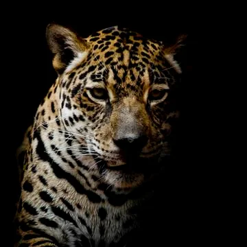 Leopard portrait Stock Photos