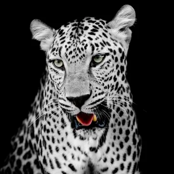 Leopard portrait Stock Photos