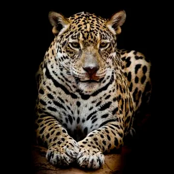 Leopard portrait Stock Photos