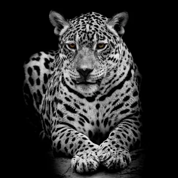 Leopard portrait Stock Photos