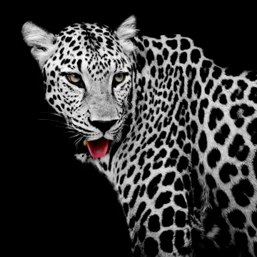 Leopard portrait Stock Photos