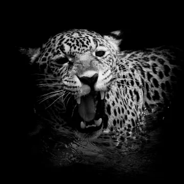 Leopard portrait Stock Photos