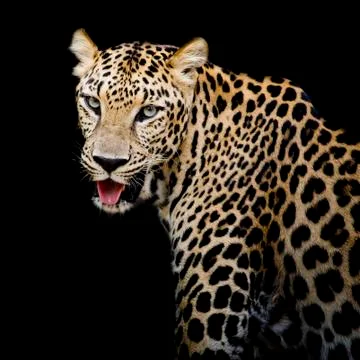 Leopard portrait Stock Photos
