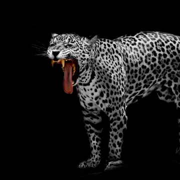 Leopard portrait Stock Photos