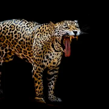 Leopard portrait Stock Photos