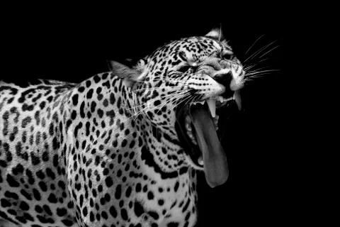 Leopard portrait Stock Photos