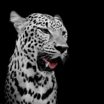 Leopard portrait Stock Photos