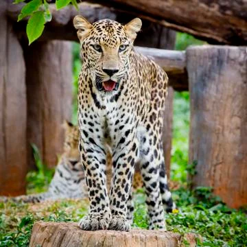 Leopard portrait Stock Photos