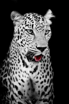 Leopard portrait Stock Photos