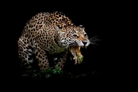 Leopard portrait Stock Photos