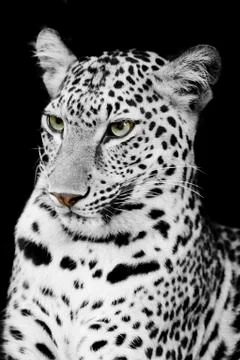 Leopard portrait Stock Photos