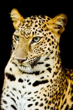 Leopard portrait Stock Photos