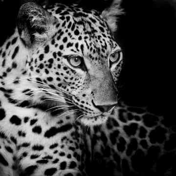 Leopard portrait Stock Photos