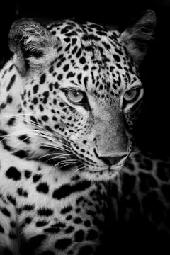 Leopard portrait Stock Photos