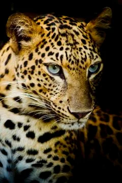 Leopard portrait Stock Photos