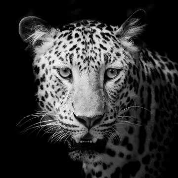 Leopard portrait Stock Photos