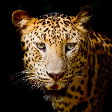Leopard portrait Stock Photos