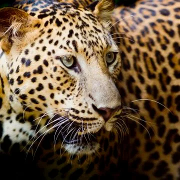 Leopard portrait Stock Photos