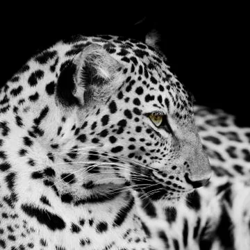 Leopard portrait Stock Photos