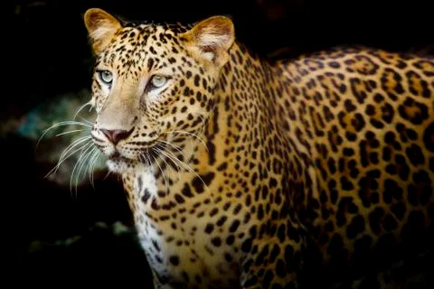 Leopard portrait Stock Photos