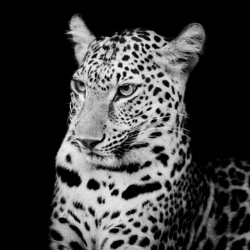 Leopard portrait Stock Photos