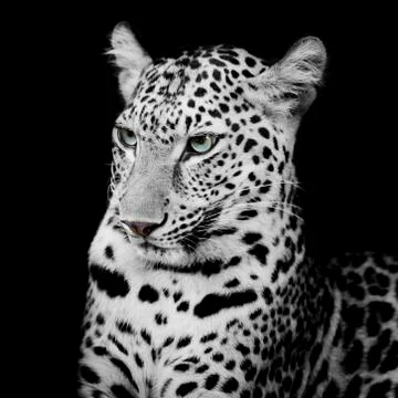 Leopard portrait Stock Photos
