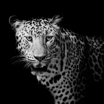 Leopard portrait Stock Photos